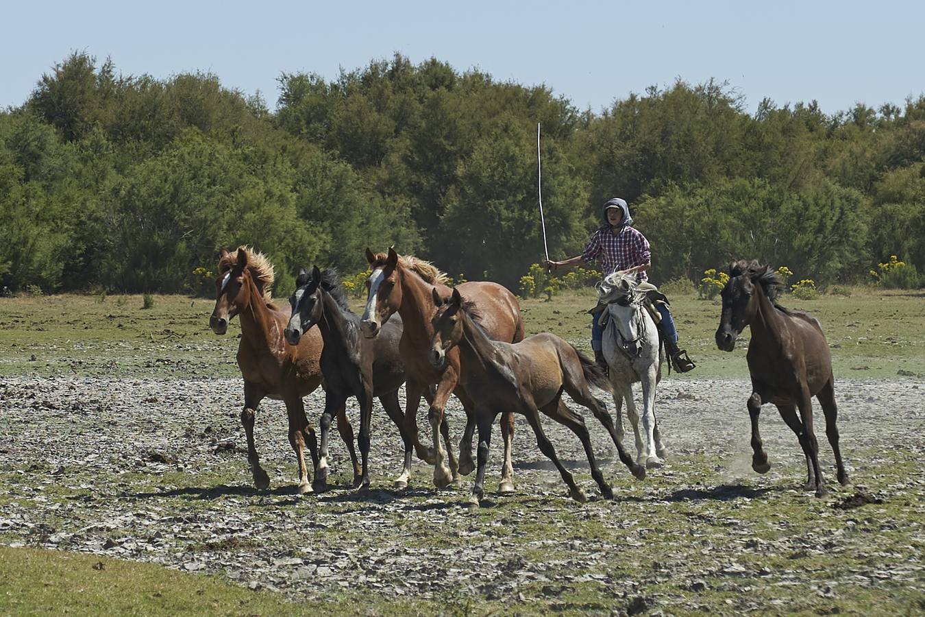 Los ganaderos almonteños cumplen la primera etapa de la ancestral tradición de la Saca de las Yeguas